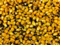 Кукуруза+конопля Prikormi23 вареная  в вакууме 1,0кг