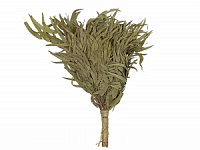 Веник эвкалиптовый без упаковки